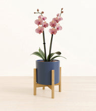 Load image into Gallery viewer, Deep Navy stand:bamboo