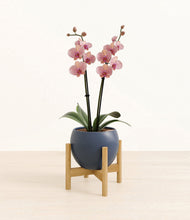 Load image into Gallery viewer, Deep Navy stand:bamboo