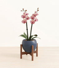 Load image into Gallery viewer, Deep Navy stand:walnut