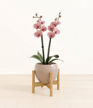 Load image into Gallery viewer, Desert Brown stand:bamboo
