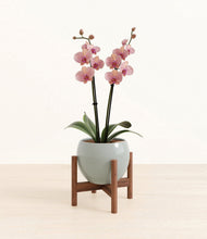Load image into Gallery viewer, Deep Ocean stand:walnut