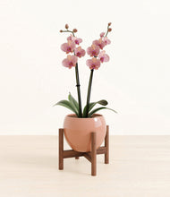 Load image into Gallery viewer, Calm Rose stand:walnut