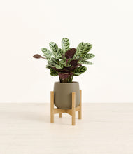 Load image into Gallery viewer, Olive stand:bamboo