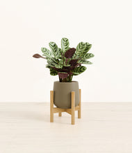Load image into Gallery viewer, Olive stand:bamboo