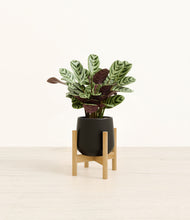 Load image into Gallery viewer, Black stand:bamboo