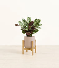 Load image into Gallery viewer, Eternal Gray stand:bamboo