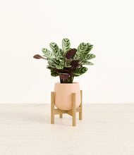 Load image into Gallery viewer, Gentle Pink stand:bamboo