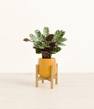 Load image into Gallery viewer, Mustard stand:bamboo