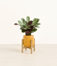 Load image into Gallery viewer, Mustard stand:bamboo