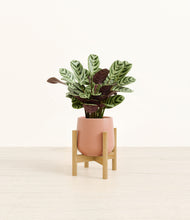 Load image into Gallery viewer, Calm Rose stand:bamboo