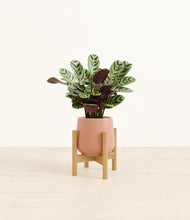Load image into Gallery viewer, Calm Rose stand:bamboo