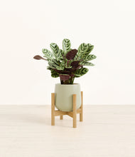 Load image into Gallery viewer, Turquoise stand:bamboo