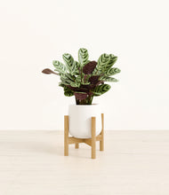 Load image into Gallery viewer, White stand:bamboo