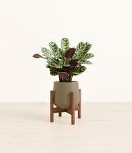 Load image into Gallery viewer, Olive stand:walnut