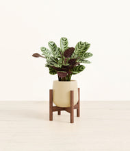 Load image into Gallery viewer, Almond Green stand:walnut