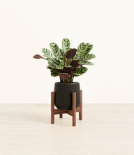 Load image into Gallery viewer, Black stand:walnut