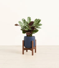 Load image into Gallery viewer, Deep Navy stand:walnut