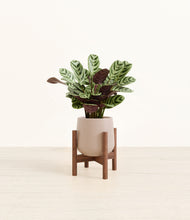 Load image into Gallery viewer, Eternal Gray stand:walnut