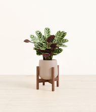Load image into Gallery viewer, Eternal Gray stand:walnut