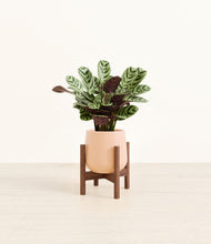 Load image into Gallery viewer, Gentle Pink stand:walnut