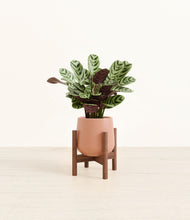 Load image into Gallery viewer, Calm Rose stand:walnut
