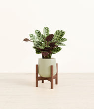 Load image into Gallery viewer, Turquoise stand:walnut