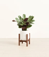 Load image into Gallery viewer, White stand:walnut