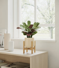 Load image into Gallery viewer, Almond Green stand:bamboo