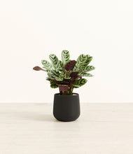 Load image into Gallery viewer, Black*****Profile