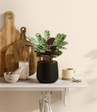 Load image into Gallery viewer, Black