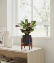 Load image into Gallery viewer, Black stand:walnut