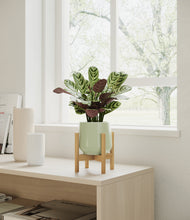 Load image into Gallery viewer, Turquoise stand:bamboo
