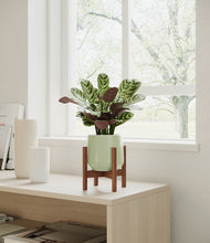 Load image into Gallery viewer, Turquoise stand:walnut