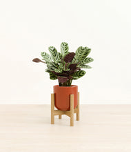 Load image into Gallery viewer, Glossy Red stand:bamboo