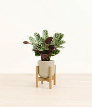 Load image into Gallery viewer, Sage Green stand:bamboo