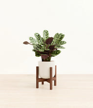 Load image into Gallery viewer, Cotton White stand:walnut