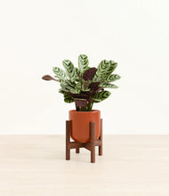 Load image into Gallery viewer, Glossy Red stand:walnut