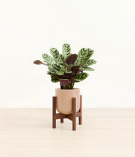 Load image into Gallery viewer, Glossy Pink stand:walnut