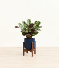 Load image into Gallery viewer, Twilight Blue stand:walnut