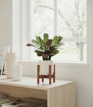 Load image into Gallery viewer, Cotton White stand:walnut