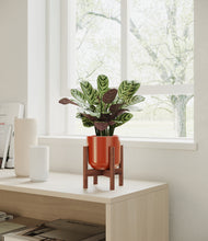 Load image into Gallery viewer, Glossy Red stand:walnut