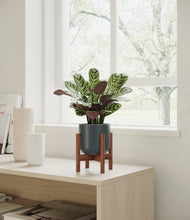 Load image into Gallery viewer, Iron Gray stand:walnut