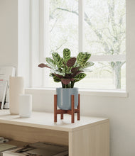 Load image into Gallery viewer, Misty Blue stand:walnut