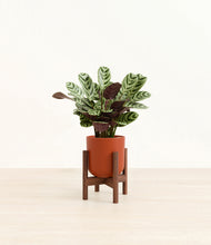 Load image into Gallery viewer, Earth Red stand:walnut
