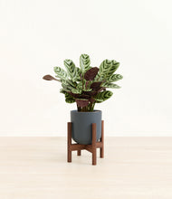 Load image into Gallery viewer, Iron Gray stand:walnut