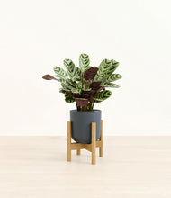 Load image into Gallery viewer, Iron Gray stand:bamboo