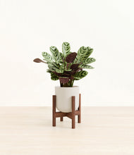 Load image into Gallery viewer, Natural Bamboo stand:walnut