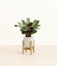 Load image into Gallery viewer, Natural Bamboo stand:bamboo