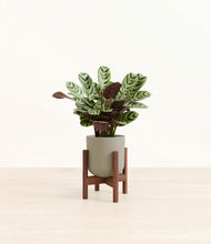 Load image into Gallery viewer, Sage Green stand:walnut