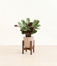 Load image into Gallery viewer, Sandy Pink stand:walnut